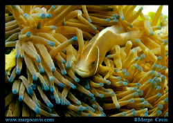 Anemonefish on Great Barrier Reef in Australia.  by Margo Cavis 